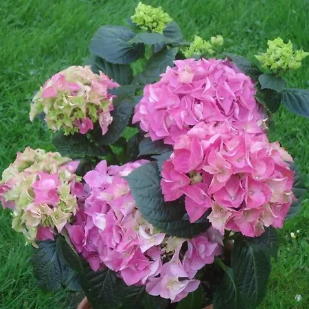 In The Musicians' Quarter Радебойль