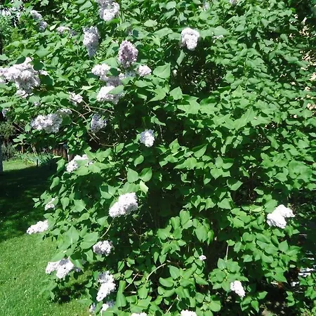 In The Musicians' Quarter Дом отдыха